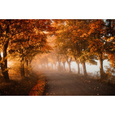 Een tunnel van herfstbomen, prachtig vastgelegd in 3D-stijl op een sfeervol fotobehang.