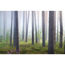 Fotobehang van een verborgen bos in de nevel, waar bomen en natuur gehuld zijn in een mystieke mist.