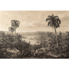 Vintage jungle met amazonepalmbomen, vastgelegd op dit tropische fotobehang met een natuurlijke uitstraling.