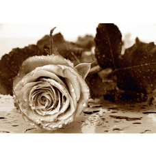 Een fotobehang van een vintage roos in sepia tinten.
