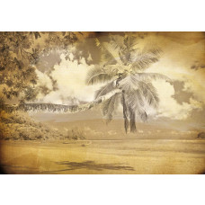 Palmboom op het strand, vintage fotobehang met een zomerse en tropische sfeer.