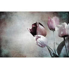 Een fotobehang met vintage tulpen in volle bloei, prachtig vastgelegd in een botanische stijl.