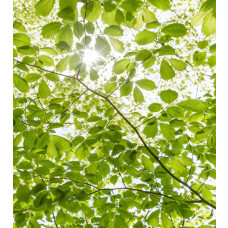 Voorjaar bos zonnestralen fotobehang, met een lente boslandschap en stralend zonlicht.