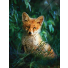 Fotobehang van een vos in de natuur, met een focus op het dier in zijn natuurlijke omgeving.