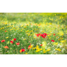 Vroege zomer bloemen en klaprozen in een weide landschap.