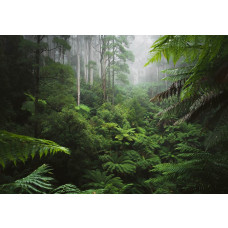 Fotobehang van een weelderig groen bos in een paradijselijke jungle, waar dichte bladeren en bomen het landschap vullen.