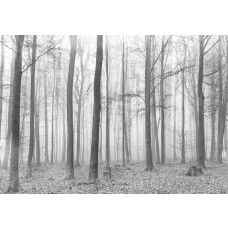 Fotobehang van een winterbos met bomen, rustige en koele sfeer.