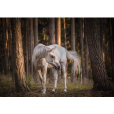 Fotobehang van een wit paard in een bos, natuurlijk en sereen.
