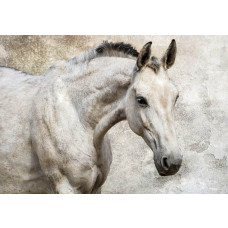 Fotobehang van een wit paard, sierlijk en elegant.