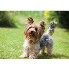 Fotobehang van een Yorkshire terriër hond, weergegeven in een gedetailleerd en natuurlijke stijl.