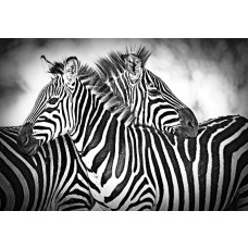 Zebra's in zwart-wit, natuurfotobehang met een Afrikaanse sfeer en wilde dieren.