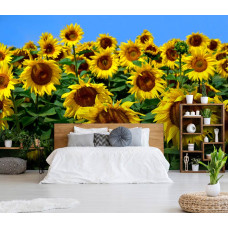 Een fotobehang met zonnebloemen voor de woonkamer en slaapkamer.