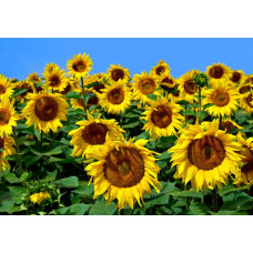 Fotobehang van zonnebloemen, zomerse uitstraling.