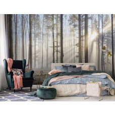 Een fotobehang van zonnestralen die door de bomen in het bos schijnen te zien in de slaapkamer.