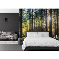 Fotobehang van zonnestralen tussen hoge dennen in een rustgevende slaapkamer.