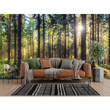 Fotobehang van een zonnig dennenbos in een moderne woonkamer.