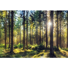 Fotobehang met zonnestralen die door een dicht dennenbos schijnen.