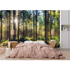 Fotobehang met een zonnig bos en groene varens in een moderne slaapkamer.