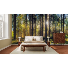 Fotobehang met een panoramisch dennenbos in een sfeervolle slaapkamer vol warm ochtendlicht.