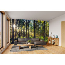 Fotobehang van een zonnig bos in een moderne woonkamer met een natuurlijke en rustgevende uitstraling.