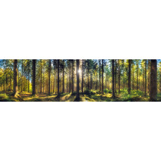 Fotobehang met een panoramisch zonnig bos waar zonnestralen tussen de hoge dennenbomen schijnen.