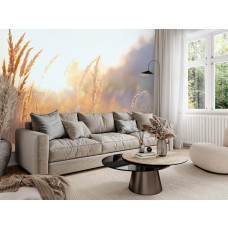 Fotobehang Zonnig Grasland in de Ochtend in een woonkamer met warme natuurlijke sfeer.