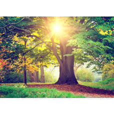 Fotobehang met een zonovergoten park in de ochtend met een mooie boom.