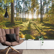 Een fotobehang met een serene ochtendweergave van een bos in warme kleuren, geschikt voor een huiskamer.