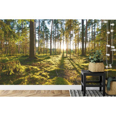 Een fotobehang met een rustgevend beeld van een bos met zonlicht in een keuken.