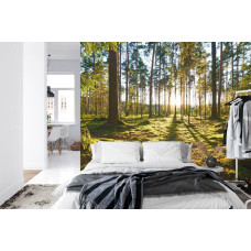 Een fotobehang met een sfeervolle zonsopkomst door de bomen, ideaal voor een slaapkamer.