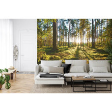 Een fotobehang met een zonsopkomst in een bos vol hoge bomen en zachte zonnestralen, perfect voor een woonkamer.