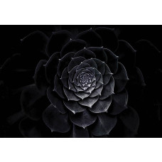 Fotobehang van een schilderij met een zwarte bloem, artistiek en gedetailleerd.