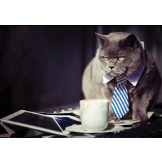 Fotobehang van een zwarte kat in zakenmanoutfit in een kantooromgeving.