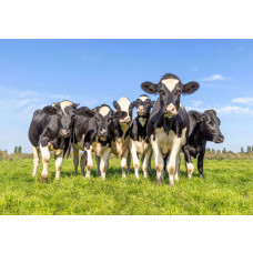 Koeien behang met een groep zwartbonte koeien in een groene wei onder een heldere blauwe lucht.