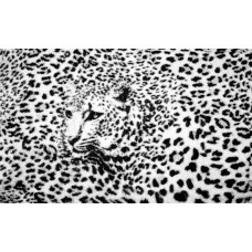 Panterprint fotobehang met cheetah en jachtluipaard, wild en stoer.