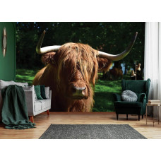 Een fotobehang van een Schotse hooglander te zien in de woonkamer.