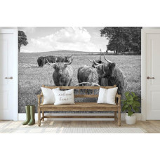 Een fotobehang van Schotse hooglanders in de natuur.