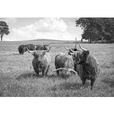 Schotse hooglanders in de natuur, fotobehang van dieren in een weidse omgeving.