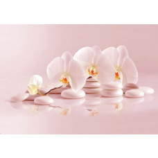 Spa-fotobehang met wellness thema, orchideeën en steentjes.