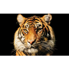 Tijger fotobehang met een dierenprint, indrukwekkend en krachtig.