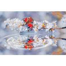 Vlinder weerspiegeling fotobehang, met een natuurlijke weergave van vlinders en bloemen boven water.