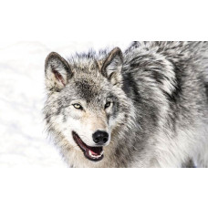 Wolf in de sneeuw, natuurgetrouw fotobehang met wilde dieren.