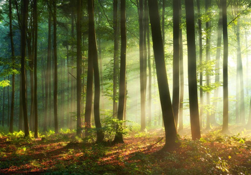 Zonnestralen die door de bomen van een dicht bos breken op dit fotobehang, met een warme en natuurlijke uitstraling.