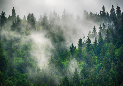 Mistig bos in de bergen met dennenbomen die in een dikke mist staan, vastgelegd op dit serene vliesbehang.