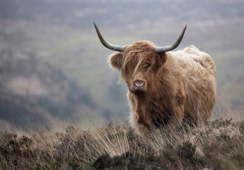 Fotobehang van een Schotse hooglander in de wildernis, met een natuurlijke en wilde uitstraling.