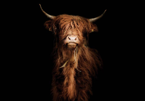 Fotobehang met een majestueuze schotse hooglander op een donkere, zwarte achtergrond. Het krachtige silhouet van de os creëert een dramatisch effect in de slaapkamer.