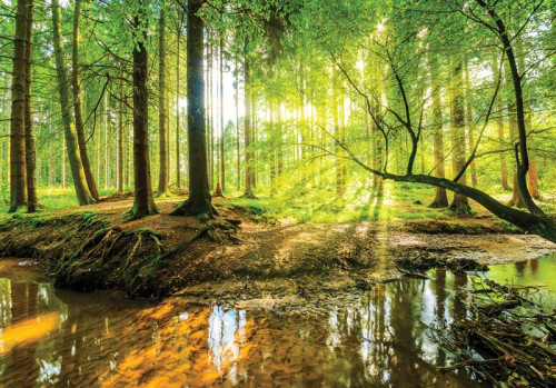 Zonnig fotobehang van een bos met bomen en zonnestralen die op een rivier schijnen.