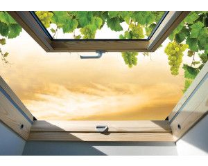 3D fotobehang met een raamuitzicht op druivenstruiken, met dieptewerking.