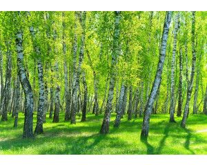 Berkenbomen in een berkenbos komen tot leven op dit natuur fotobehang, met de herkenbare witte schors en groene bladeren.