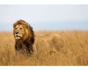 Fotobehang met een krachtige leeuw in levensechte kleuren, imposant en gedetailleerd.